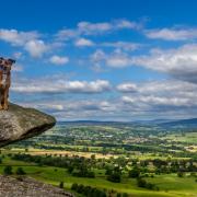 Dog enoying the sunshine perched on a ledge in Yorkshire Dales (c) Rebecca Cole / Alamy Stock Photo