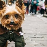 Yorkie the Yorkshire terrier - if you can look at this picture and not melt a little, there’s something wrong with you