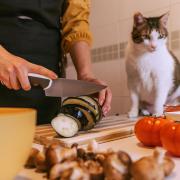 More and more pet parents are considering the impact of their pet\'s diet on their health and the planet