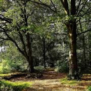 Autumnal Boilton Wood