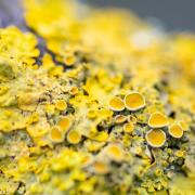 Lichen comes in an array of different colours