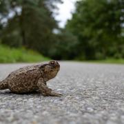 Toad crossings have been set up in some areas