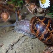Common brown garden snail, Cornu aspersum