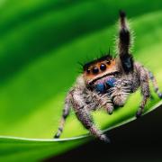 The Distinguished Jumping Spider: under threat at Swanscombe Peninsula