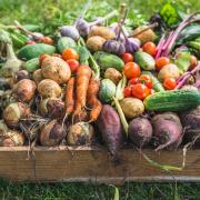 Opt for organic veggies this year
