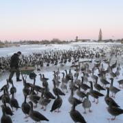Winter bird-feeding at WWT Slimbridge Wetland Centre