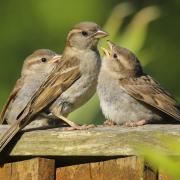 The house sparrow is the most sedentary of all songbirds