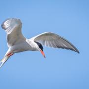 The common tern is nicknamed the sea-swallow thanks to its forked tail