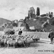 Dorset Down sheep waiting in Station Road to be put aboard a train at Corfe Castle and taken to market. The station had a cattle dock into which livestock were herded before being driven up a ramp onto trucks
