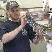 Joe is spearheading a scheme which was originally the brainchild of the local fishing community – the Whitby Lobster Hatchery