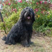 The Bergamasco is an ancient working dog