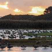 Pinkfeet geese at sunrise at Cley