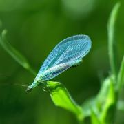 On the decline:  vital bugs, such as this Lacewing (Chrysopa perla)