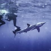 Hannah Rudd has studied sharks in South Africa and is now studying them in British waters.