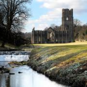 Snowdrops on the banks of the River Skell at Fountains Abbey