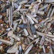 Shells scattered on the beach