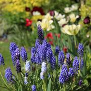 A mix of blue Muscari is perfect for pots