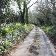 Chalky Path near Beech Tree Farm on the Winterborne Stickland circular walk