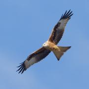 The red kite is being spotted more frequently in Suffolk's skies.