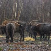 Bison bonding as part of the Wilder Blean Project