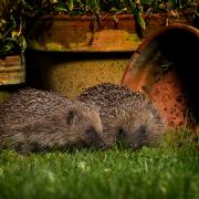 Hedgehogs rely on corridors of hedgerows, joined-up gardens or woodlands to roam and feed