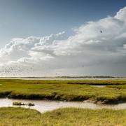 The Solent's saltmarsh habitat is vital for seabirds