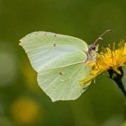The brimstone butterfly is one of the first to appear after the long winter months