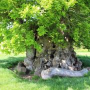 Judge Wyndham's oak, Silton. (Photo: Edward Griffiths)
