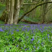Bluebells at Withnell Fold