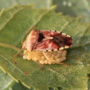 Parent Shieldbug female protecting her eggs on an alder leaf. Photo: Yvonne Couch