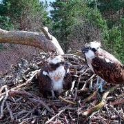 Male osprey LM12 and female osprey NC0 on the nest together at the Loch of the Lowes Wildlife Reserve in Perthshire