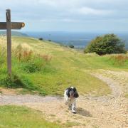 A four-legged adventure is the best way to see Sussex