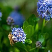Bees collecting pollen from a Californian Lilac bush, ceanothus thyrsiflorus. Photo: Getty/Andi Edwards