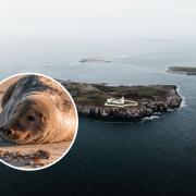 Farne Islands in Northumberland named one of the best places to spot rare sea life
