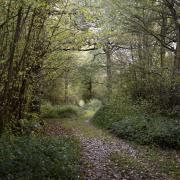 Bonny Wood in Suffolk