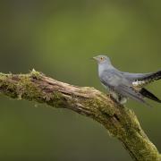 Adult male cuckoo perched in a tree. (Photo: Ben Andrew/spb-images.com)