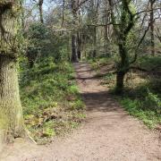 Hardy's Cottage path through Thorncombe Woods. (Photo: Edward Griffiths)