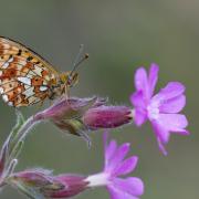 Look for the row of pearls on the underside of the pearl-bordered fritillary