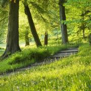 Path amongst trees at Stourhead, Wiltshire, in May. Photo: Clive Nichols