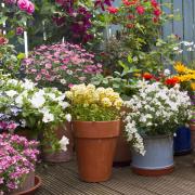 Groups of matching pots and containers are used a lot in show gardens. Gte the look with containers that mirror the plants with colour or texture.