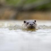 The otter is never easy to see but just a glimpse makes the waiting worthwhile. Photo: David Chapman