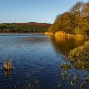 The reed-fringed lake of Slapton Ley is a haven for wildlife. Photo: David Chapman