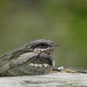Adult nightjar roosting during daylight hours, perched on a log, relying on camouflage and immobility for disguise. (Photo: Andy Hay/ rspb-images.com)
