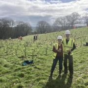 Treeplanting at Hillhead Quarry in Cullompton. Photo: Aggregate Industries