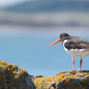 Oystercatchers live on our beaches. Photo: Tom Hibbert