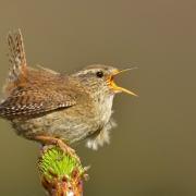 The wren may be tiny, but has a big voice. Photo: Andy Rouse