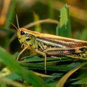 Female large marsh grasshopper. Picture: Citizen Zoo/Keith Readhead