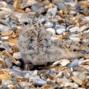 Little tern chick on the beach at Blakeney Point