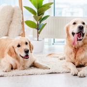 A Golden Retriever pop-up cafe is opening up in Manchester in May 2023