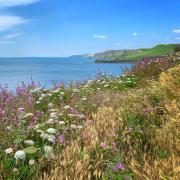 Summer on the South West Coast Path by James LaBouchardiere, the winning entry of our 2020 photography competition held with Dorset AONB